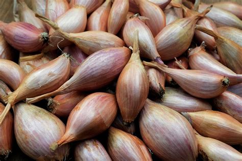 Shallots: Step-by-Step Grow Guide - gardenersworld.com