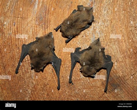 Common Pipistrelle Bat Pipistrellus pipistrellus Stock Photo - Alamy