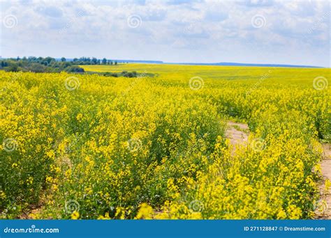 Cultivation of Breeding Varieties of Rapeseed. Yellow Rapeseed Plants ...