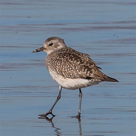 Morro Bay shore birds - Help Me Identify a North American Bird ...