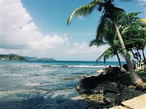 a palm tree on the shore of a tropical beach