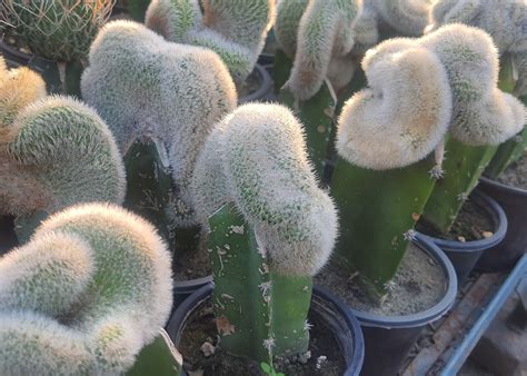 Brain Cactus (Mammillaria Pilcayensis Cristata) - Boota.pk