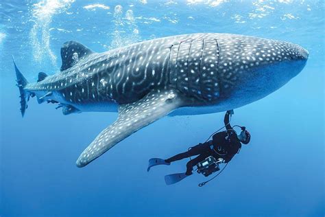 The big questions remaining about whale sharks - DIVE Magazine