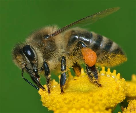 Abeille | l'Encyclopédie Canadienne