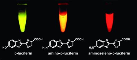 A Selenium Analogue of Firefly D‐Luciferin with Red‐Shifted ...