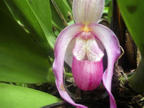 Lady's Slipper Orchids: Plant Care & Growing Guide