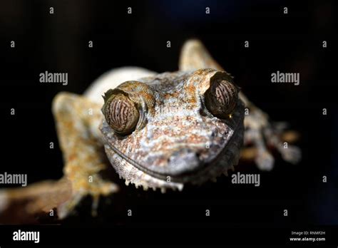 Madagascar: leaf-tailed gecko (uroplatus fimbriatus Stock Photo - Alamy