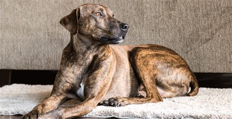 Plott Hound Breed Guide (Lifespan, Size & Characteristics)