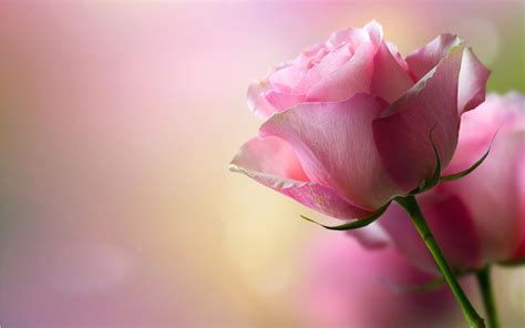 Beautiful Pink Roses wallpaper | 1920x1200 | #78118