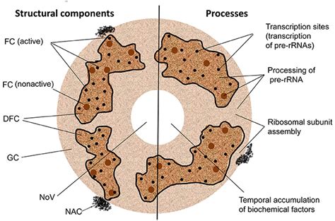 The Multiple Functions Of The Nucleolus In Plant Development ...