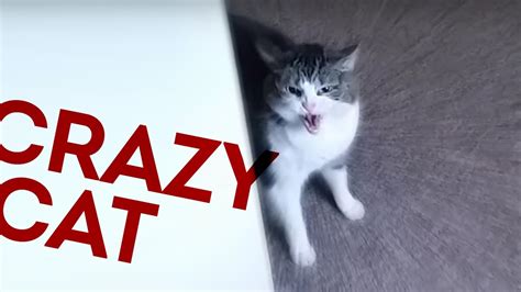 CRAZY CAT ATTACKS MAN - YouTube