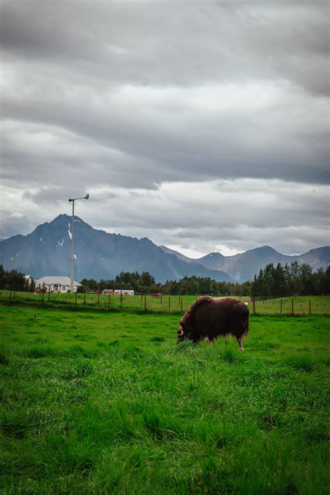 Musk Ox Farm — Philippe Lazaro