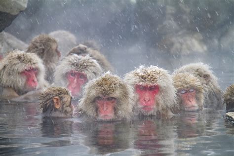 How to See the Hot Spring Bathing Snow Monkeys in Japan – skyticket ...