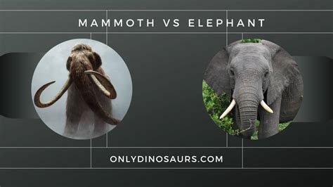 Woolly Mammoth Compared To Elephant Size