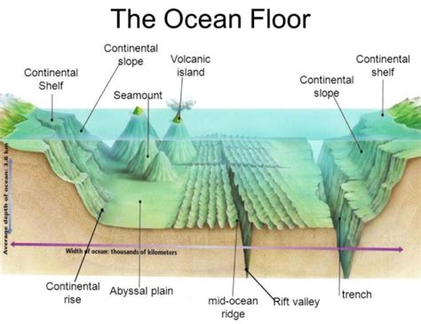 Ocean Floor Features | Science - Quizizz