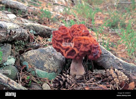 False Morel Stock Photos & False Morel Stock Images - Alamy