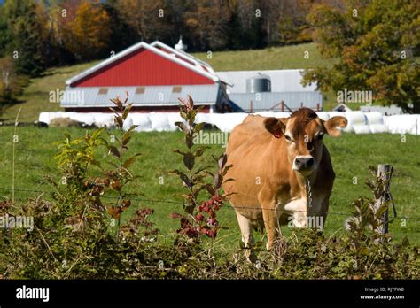 A brown Jersey Cow stands in front of a red bard on a farm in Kirby ...