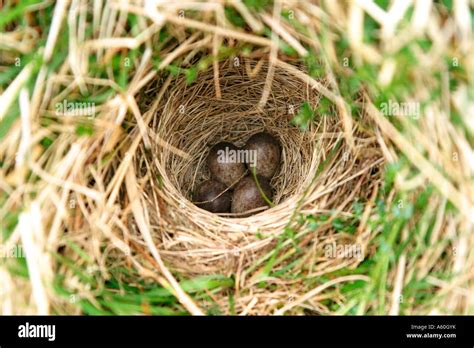 MEADOW PIPIT ANTHUS PRATENSIS NEST AND EGGS TOP VIEW Stock Photo - Alamy