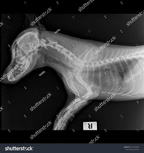 218 Dog Lateral X Ray Images, Stock Photos & Vectors | Shutterstock