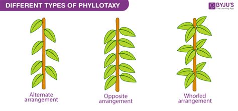 Parallel Leaves Examples