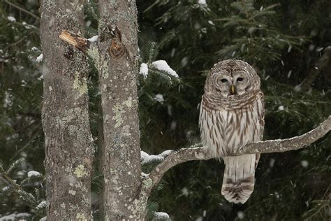 Sleepy Bard Owl - Hyde Park, Vermont Photograph by Chris Crothers ...