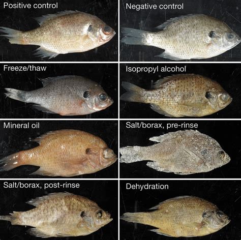 Lepomis macrochirus. External condition of various viral hemorrhagic ...