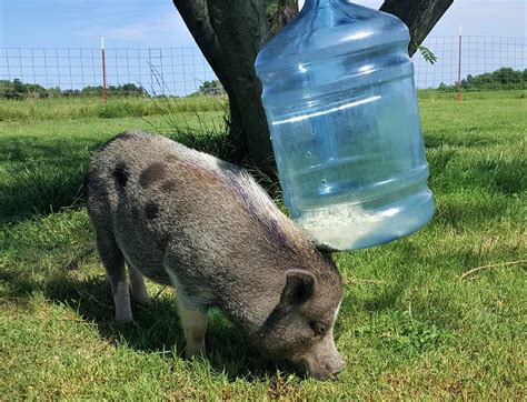 DIY Food Dispenser Mini Pig Enrichment For Meals & Treats