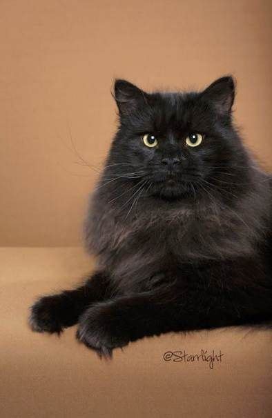 Cats Black Siberian 18+ Trendy Ideas | Cats, Siberian cat, Fluffy black cat