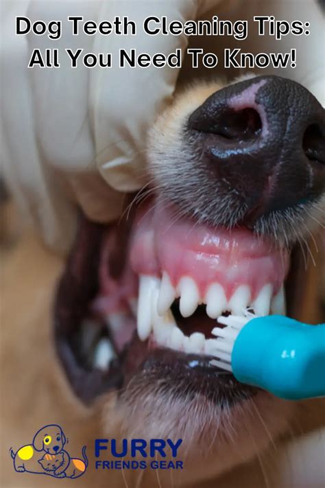 Dog Teeth Cleaning Tips: The Best Guide For Your Dog's Teeth