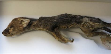 More than 160 thylacine specimens lie in museum collections in the UK ...