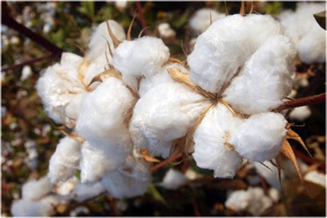 Raw Cotton Fiber - Polytechnic Hub