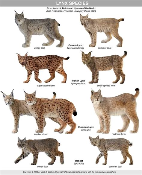 Different lynx species and variations. : r/AllAboutNature