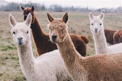 Alpaca - A-Z Animals