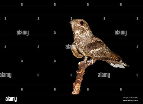 European nightjar hi-res stock photography and images - Alamy