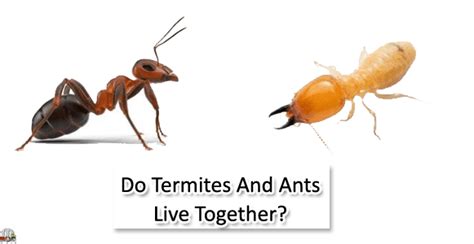 Do Termites And Ants Live Together? Comprehensive Guide