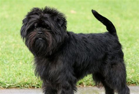 Affenpinscher, Size, Life Expectancy, Personality, Puppies, Pictures