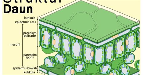 Gambar Perbedaan Struktur Daun Monokotil Dikotil Gambar di Rebanas ...