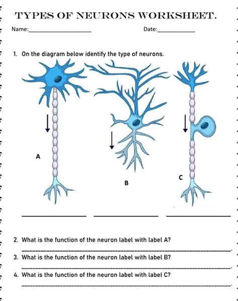 SOLVED: TYPES OF NEURONS WORKSHEET. Name: Date: 1. On the diagram below ...