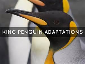 Penguin Adaptations by Kyle Evans