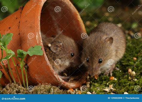 Harvest Mice in Natural Habitat Stock Photo - Image of domestic ...