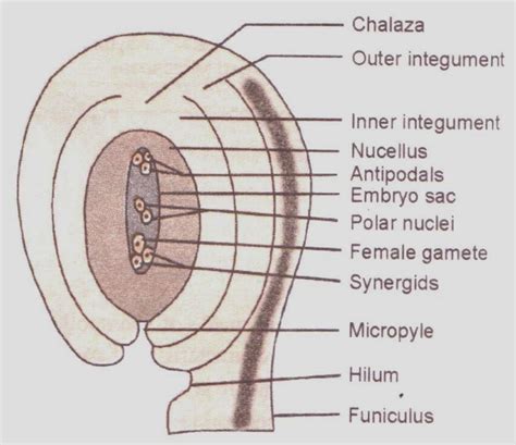 Chapter 2, Sexual Reproduction in Flowering Plants - CBSE Class 12 ...