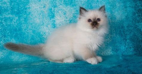 Birman - A-Z Animals