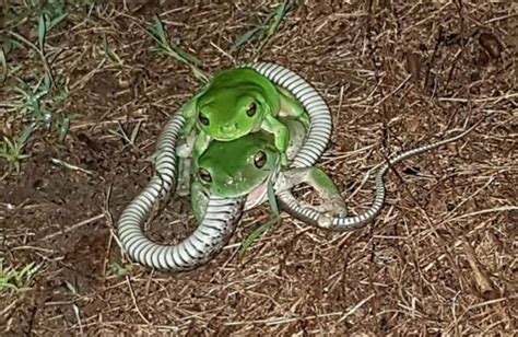 Frog eats Keelback snake – Bundaberg Now