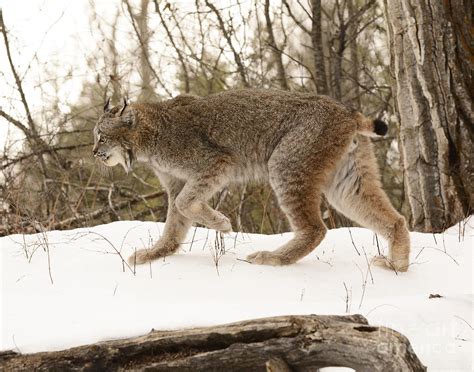 Canadian Lynx Hunting Photograph by Dennis Hammer - Fine Art America