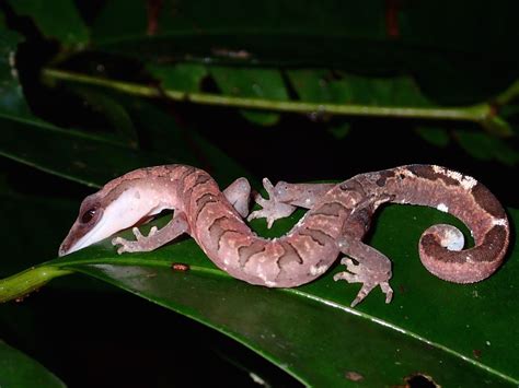 Project Noah | Networked Organisms And Habitats | Cute reptiles ...