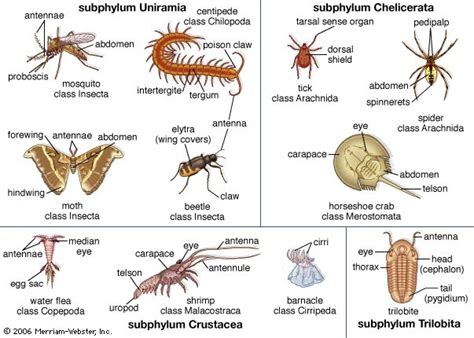 Arthropoda - Zoology