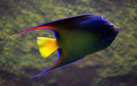 Saltwater Angelfish Species