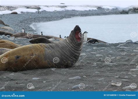 Antarctica - Seals stock photo. Image of icebergs, amazing - 53168058