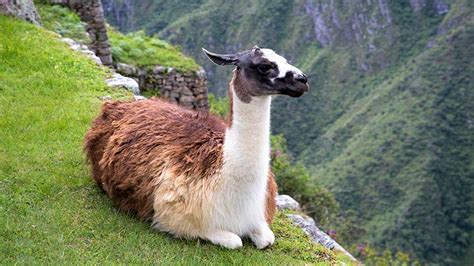 Awesome Native Animals of Peru | Blog Machu Travel Peru