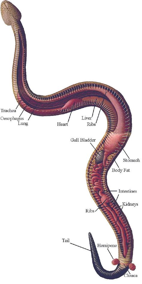 Anatomy of snake